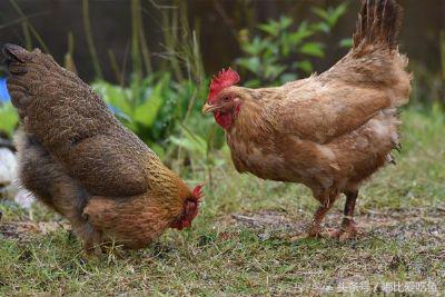 漳州市特产有哪些,漳州的特产有哪些介绍