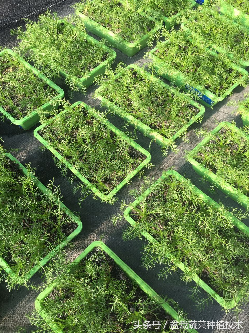 玛咖本是秘鲁蔬菜,现在回归餐桌,在中国菜谱上是否会有一席之地