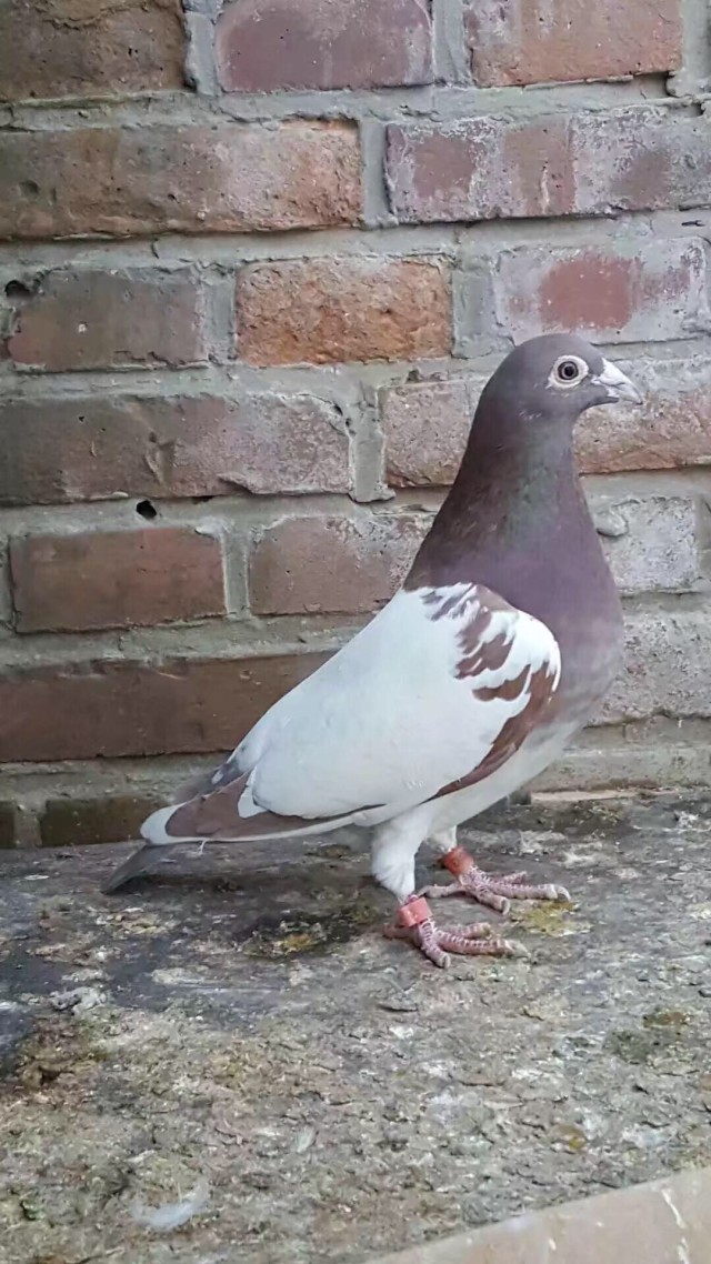 新手养鸽子怎么让鸽子放飞不跑,养信鸽怎么样防止鸽子不乱落