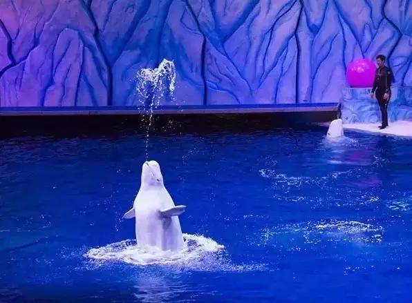 深圳亲子酒店攻略,深圳周边游亲子游玩推荐