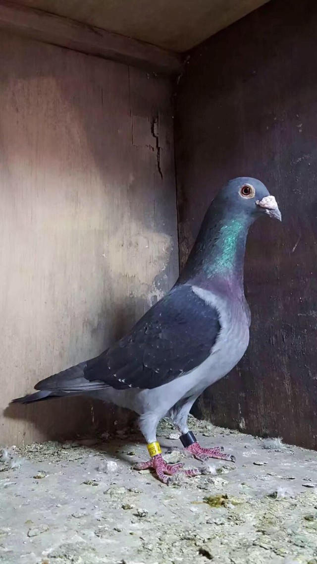 新手养鸽子怎么让鸽子放飞不跑,养信鸽怎么样防止鸽子不乱落