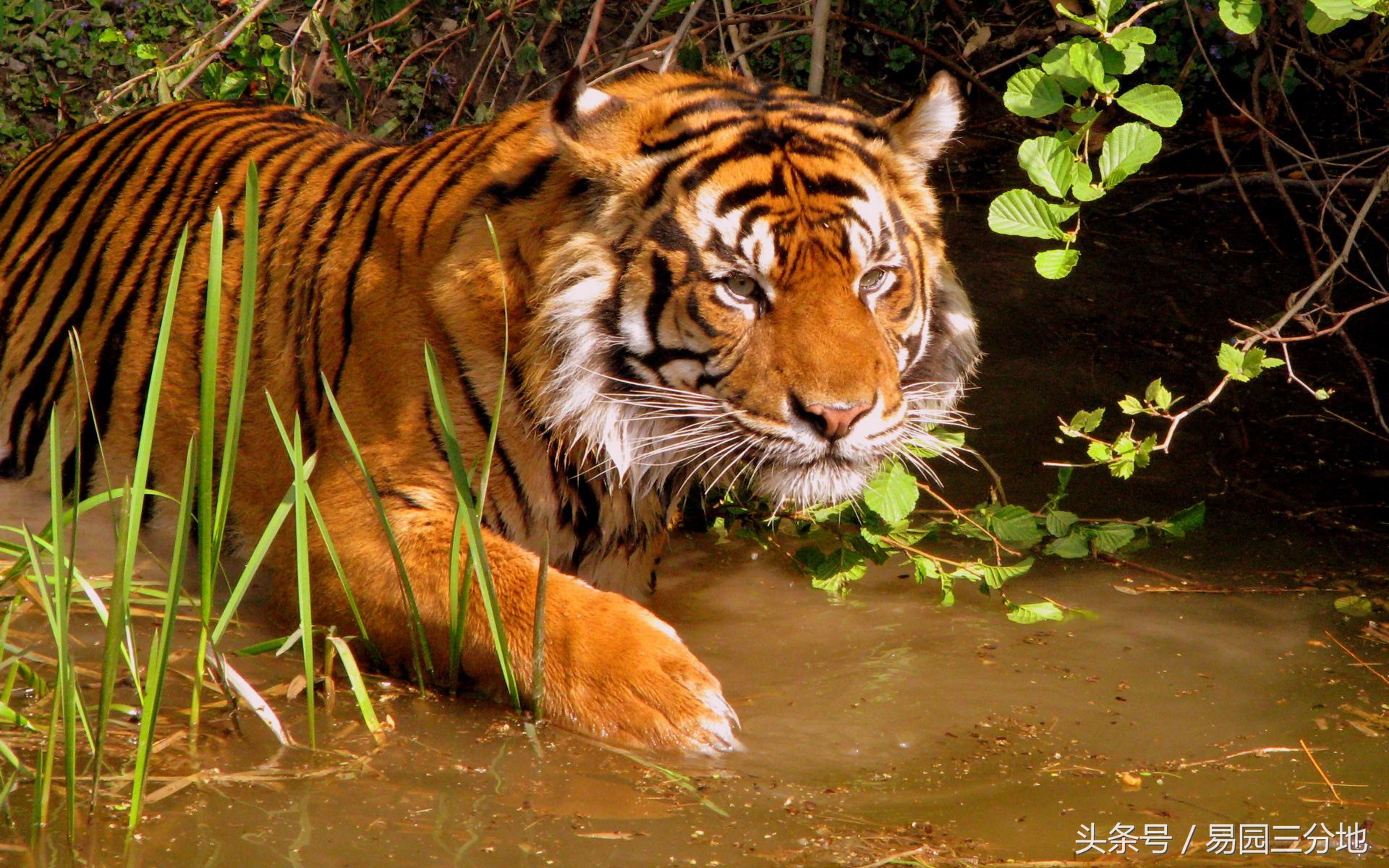 十二生肖寅虎性格分析,十二生肖寅虎简介