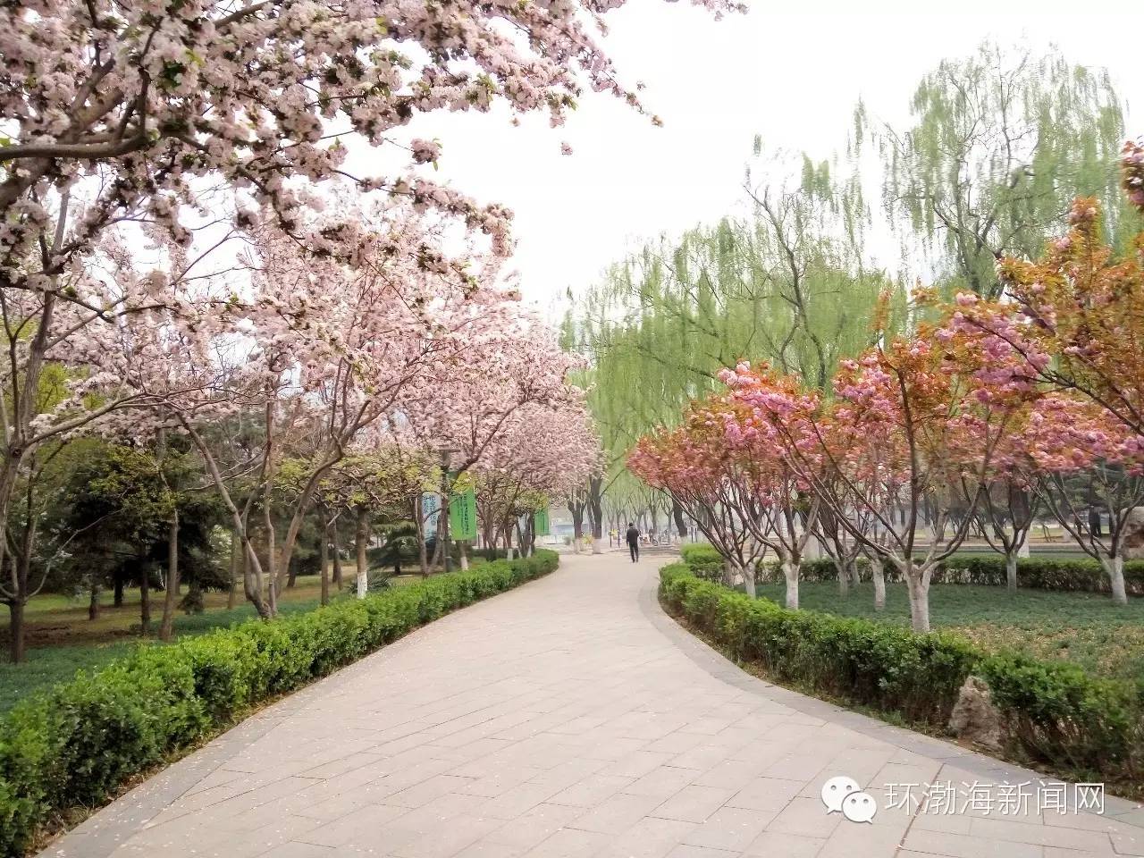 唐山大钊公园海棠,唐山新闻联播今日回放