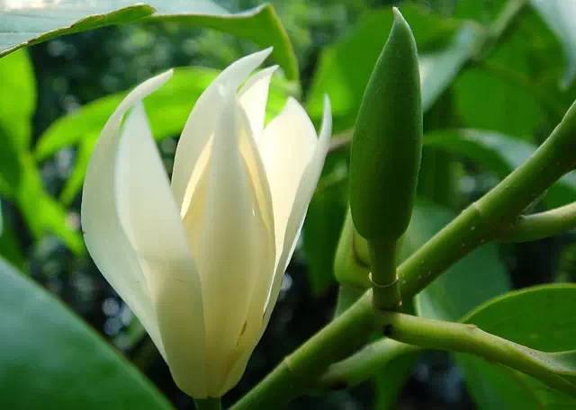 农村常见的100种植物,100种常见草本植物