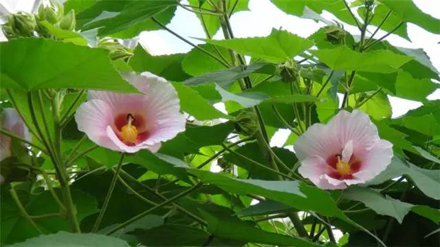 农村常见的100种植物,100种常见草本植物