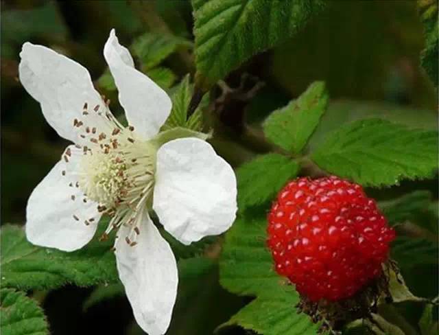 农村常见的100种植物,100种常见草本植物