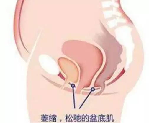 孕妈的肚子迅速变大,孕妈肚子怎么变大