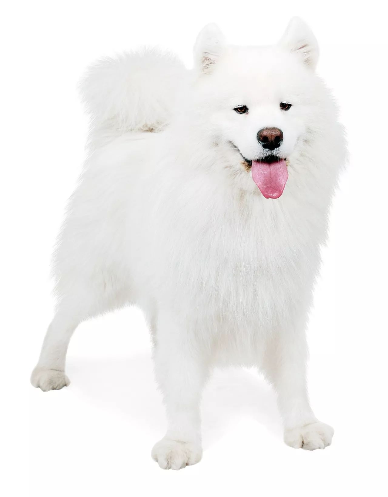 萨摩耶犬怎么判断健康,萨摩耶犬怎么养才是不生病