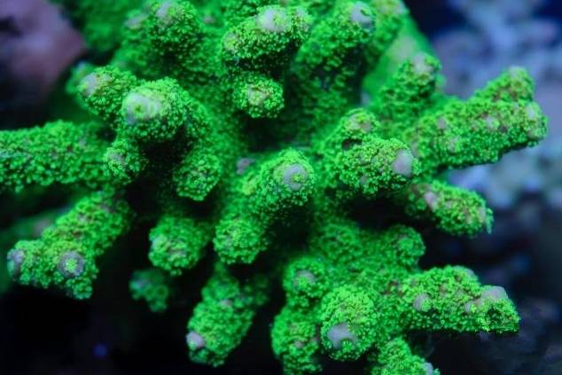 新手玩海缸教程,初学者玩海缸视频