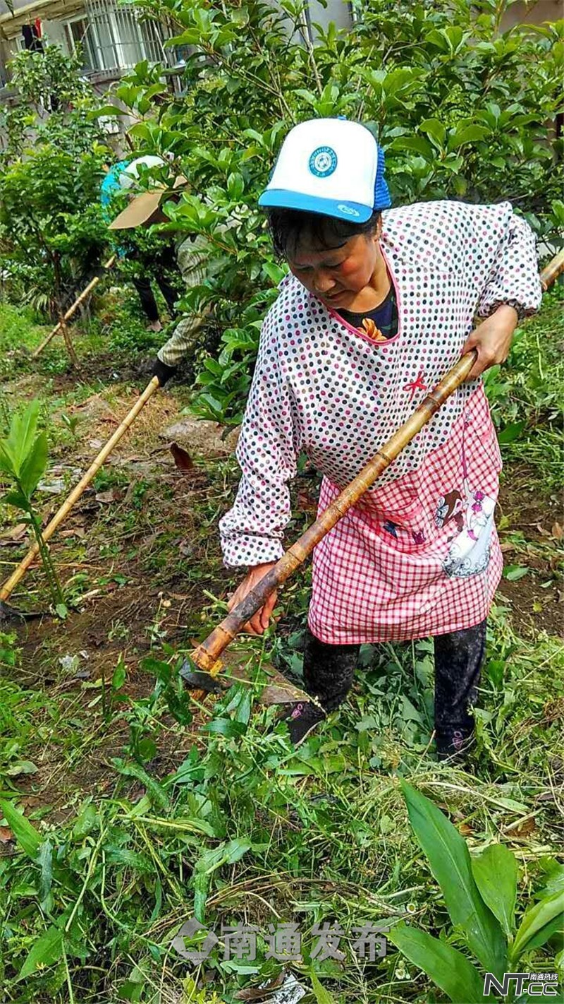 从“濠西菜园子”到“濠西花园”，“春暖花开”护绿队带动居民参与环境自治