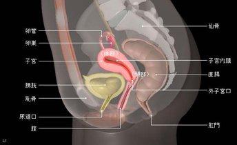 一胎子宫前位二胎子宫后位,后位子宫和前位子宫区别