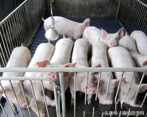 发酵饲料喂猪这样做才有效,青饲料和精饲料搭配喂猪长得快吗