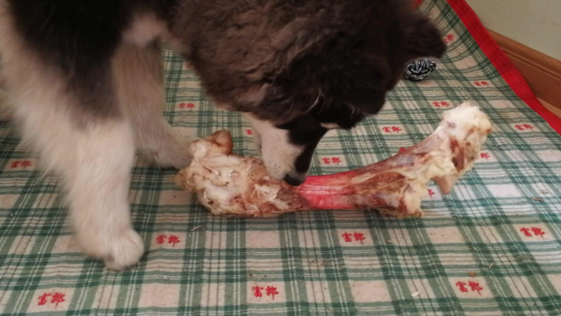 狗狗总是吃骨头好吗,狗狗总吃同一种狗粮会吃腻么