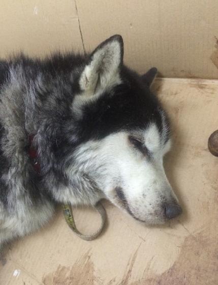 哈士奇半夜叫是怎么了,哈士奇叫唤一晚上怎么回事