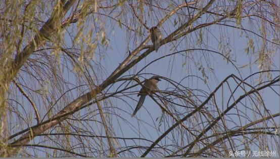 徐州为什么是候鸟栖息地,徐州候鸟