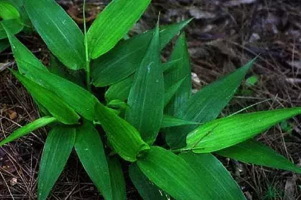 看剧学中医？麝香致不孕、艾叶安胎、阿胶补血都是古装剧瞎编的