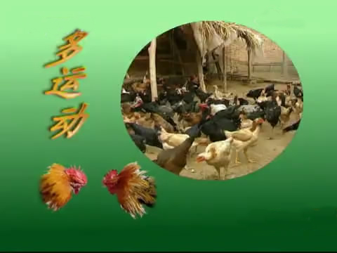 新款斗鸡养殖版,斗鸡的养殖技术视频播放