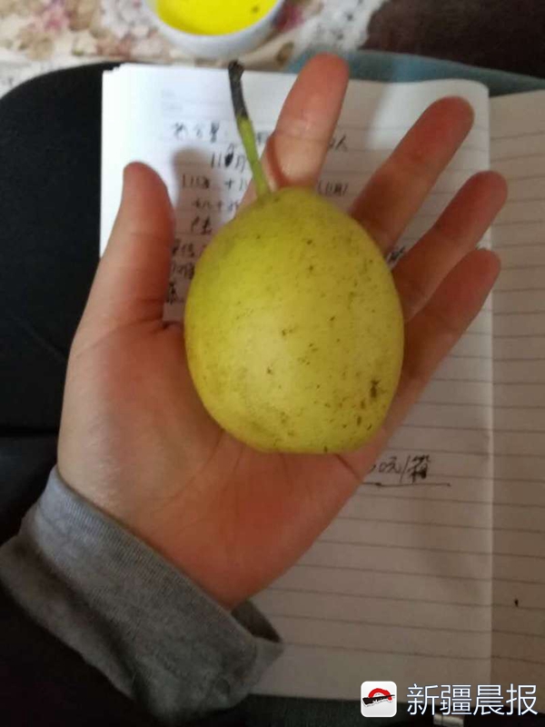 亲戚家10吨香梨没卖出干部集思广益解燃眉之急