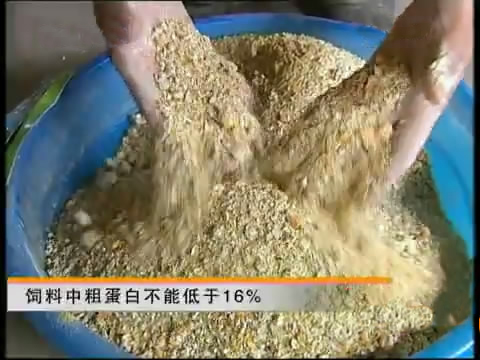 斗鸡苗养殖方法,斗鸡的养殖视频大全
