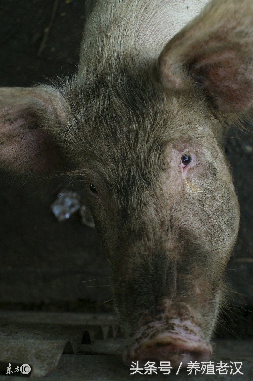 猪脱肛什么原因造成的,猪脱肛是什么原因导致的