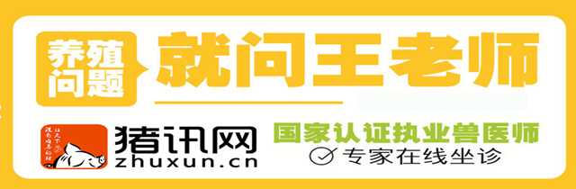 猪伪狂犬病最有效的诊断与治疗方法介绍，别说我没告诉你！