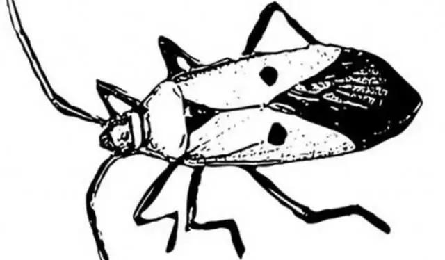 欺骗你多年的小知识终于找全了,保证让你看了不后悔的小知识