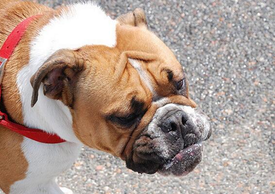 犬种百科之泰迪,犬种百科之比熊