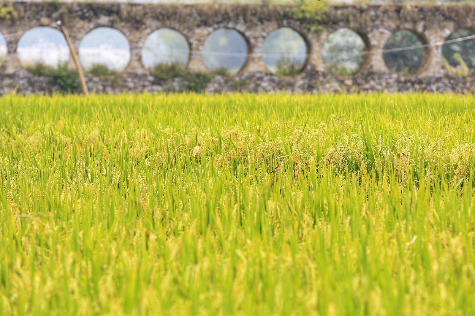 天等小记-登一座山爱一座城看一片天等日夕晨