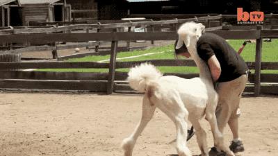 安徽歇后语有哪些,安徽歇后语100句