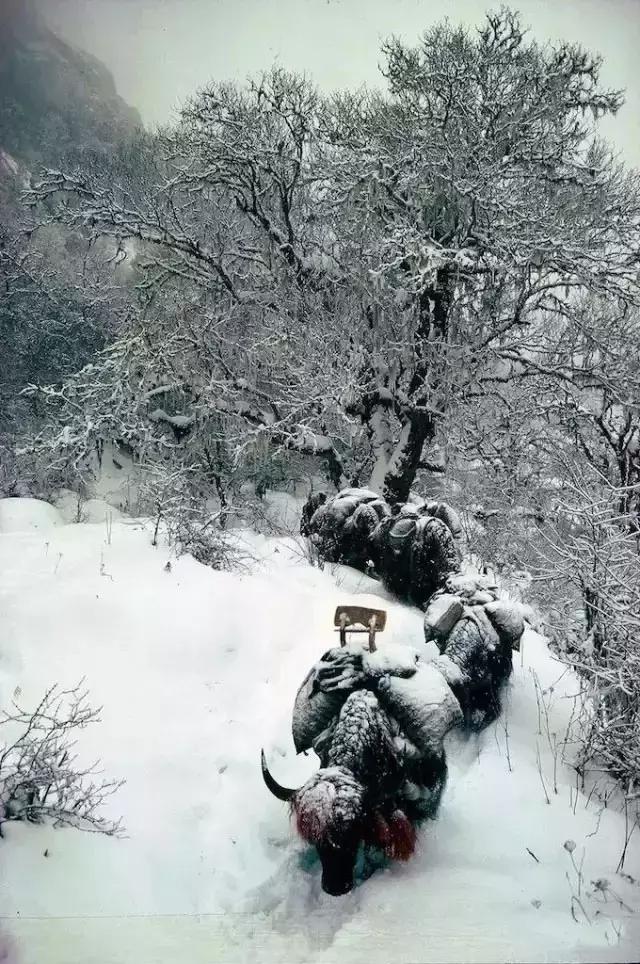 一下雪峨眉山就成了仙境,一下雪川西便美成了天堂