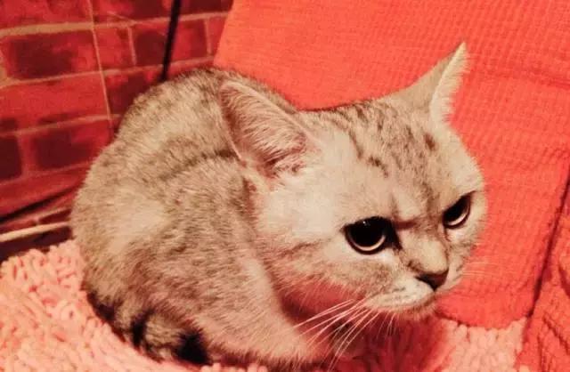 武汉威廉古堡轰趴馆,武汉轰趴