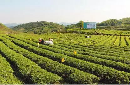 毕节的这些特色农产品你都知道吗,毕节十大特产农产品