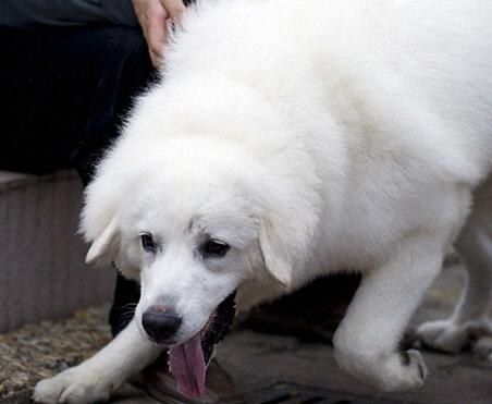 如何挑选大白熊犬,纯种大白熊怎么辨别