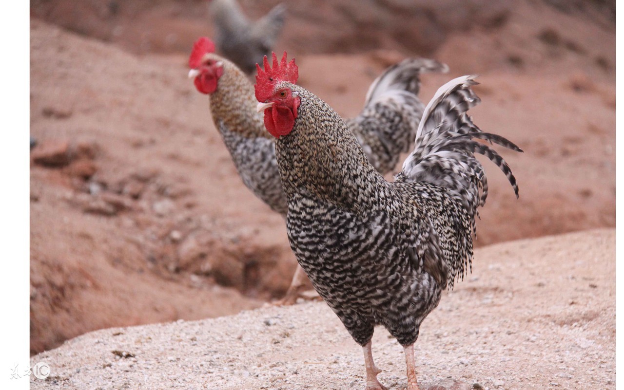 土鸡感冒咳嗽用什么药好得快,土鸡球虫