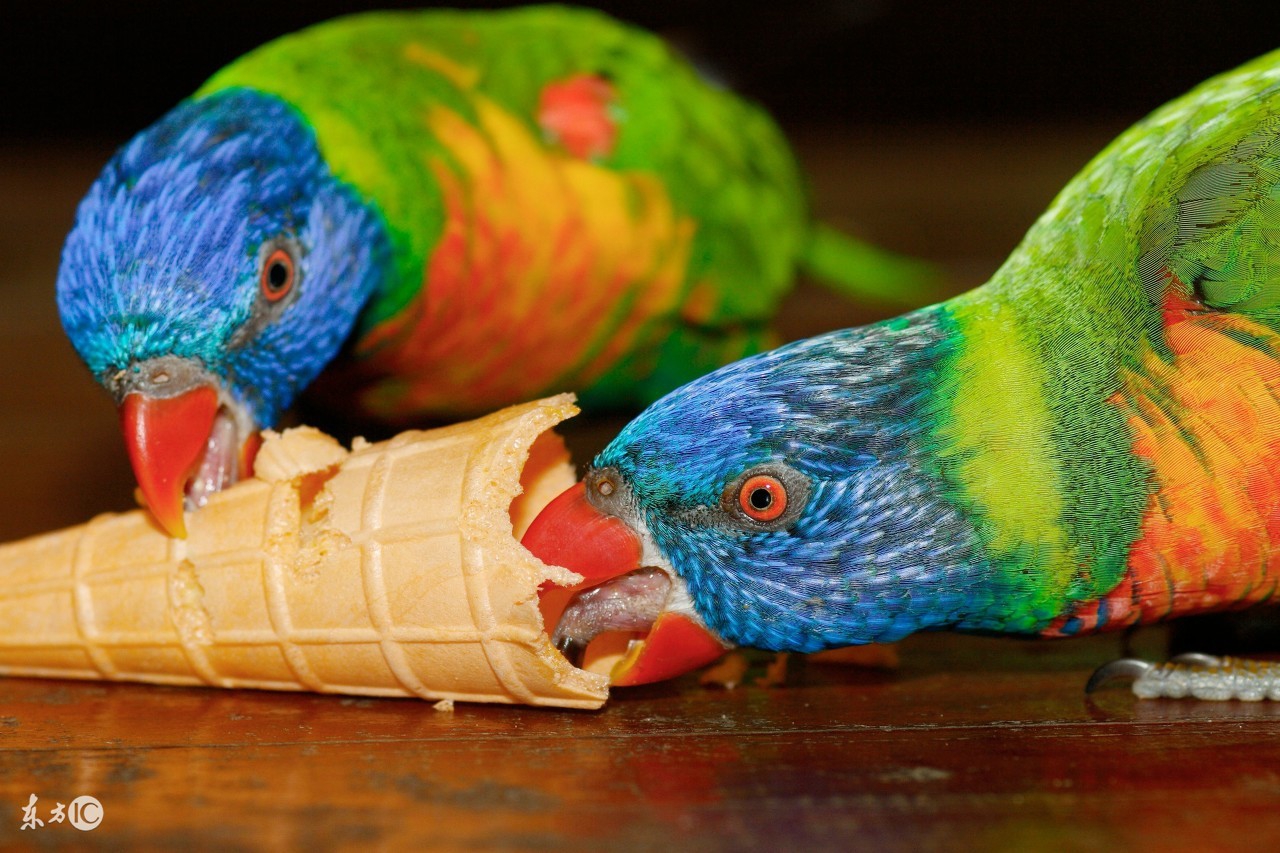 聪明的鹦鹉,聪明的鹦鹉童话故事