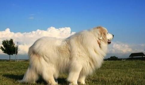 如何挑选大白熊犬,纯种大白熊怎么辨别