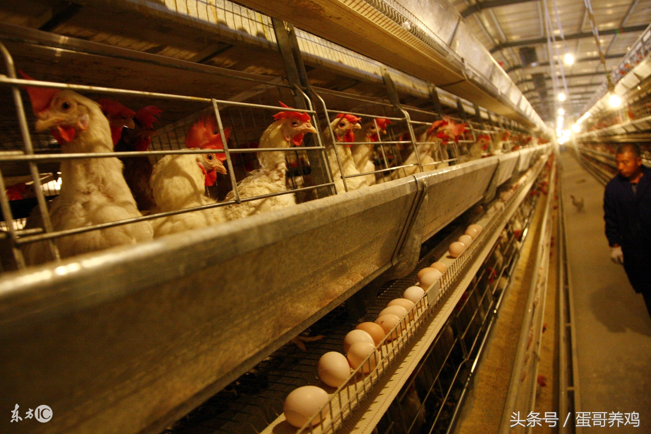 大雪天气怎么保护鸡,室内养殖鸡如何保温