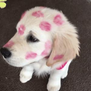 浣犳渶鏈熷緟鍝儴缁綔,浣犳渶鏈熷緟鍝儴澶т綔浜浉