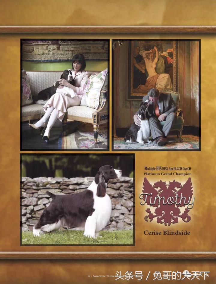 akc最受欢迎犬种排名,akc将犬种分为七个组别分别是