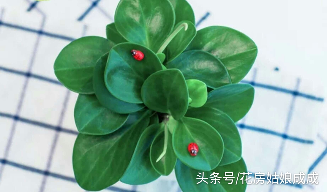 如何让豆瓣绿快速生根,碧玉豆瓣绿的养殖方法和注意事项