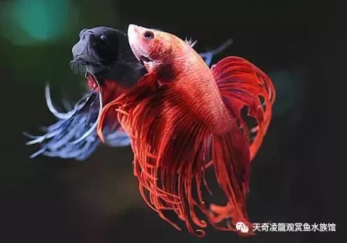 观赏鱼体内的寄生虫如何治疗,观赏鱼寄生虫治疗处理