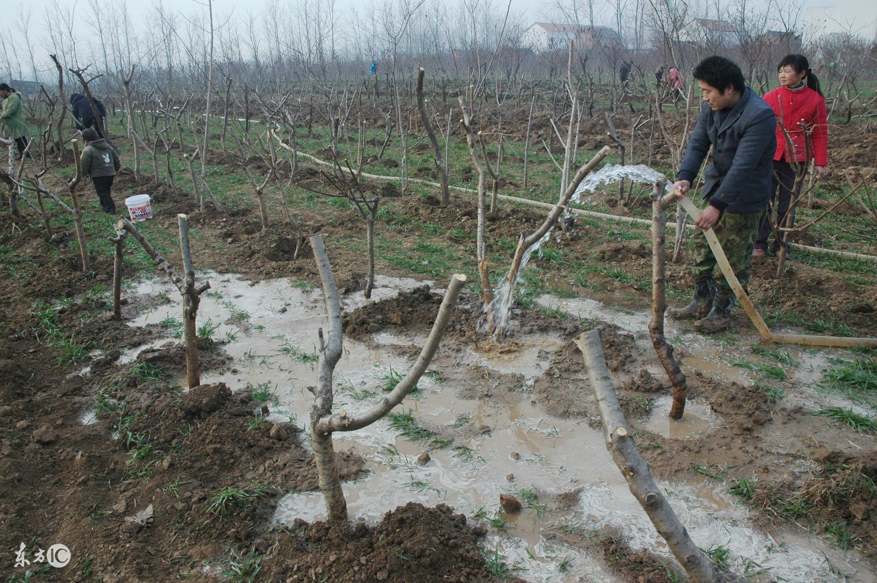 新种的树苗为什么活不了,新种的果树苗为什么不长