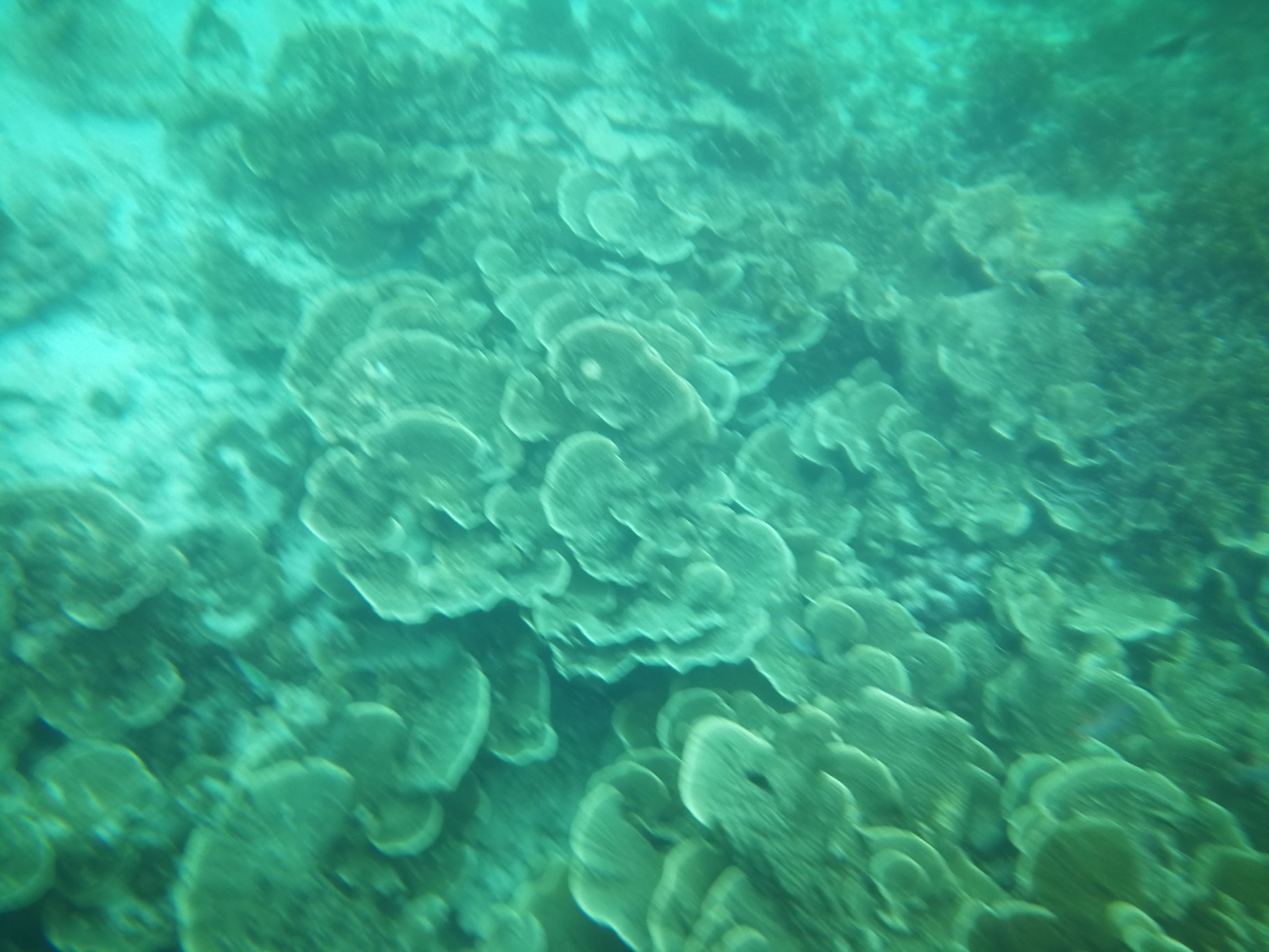 第一次沙巴克攻城,探索马来西亚沙巴美丽之旅