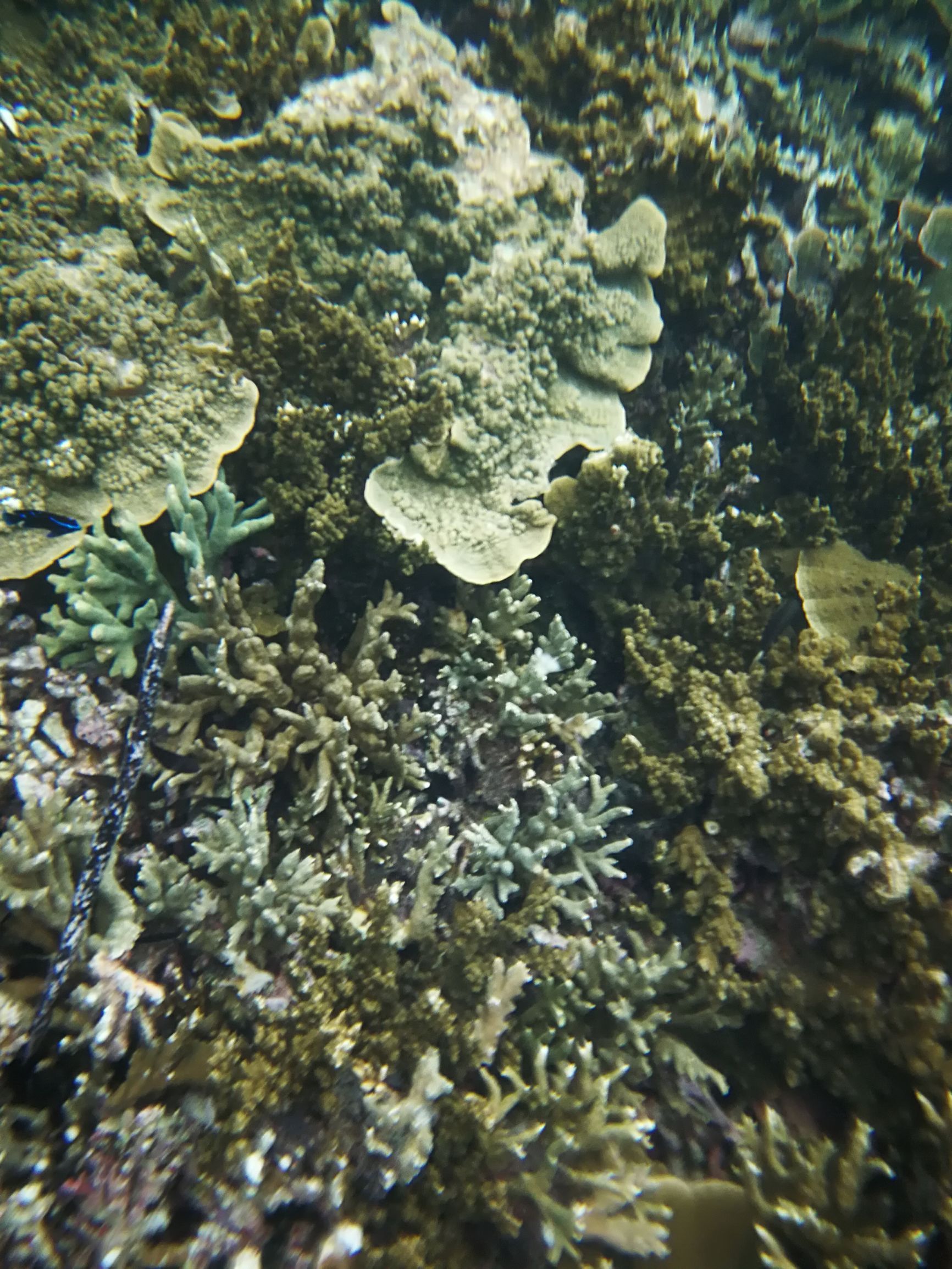 第一次沙巴克攻城,探索马来西亚沙巴美丽之旅