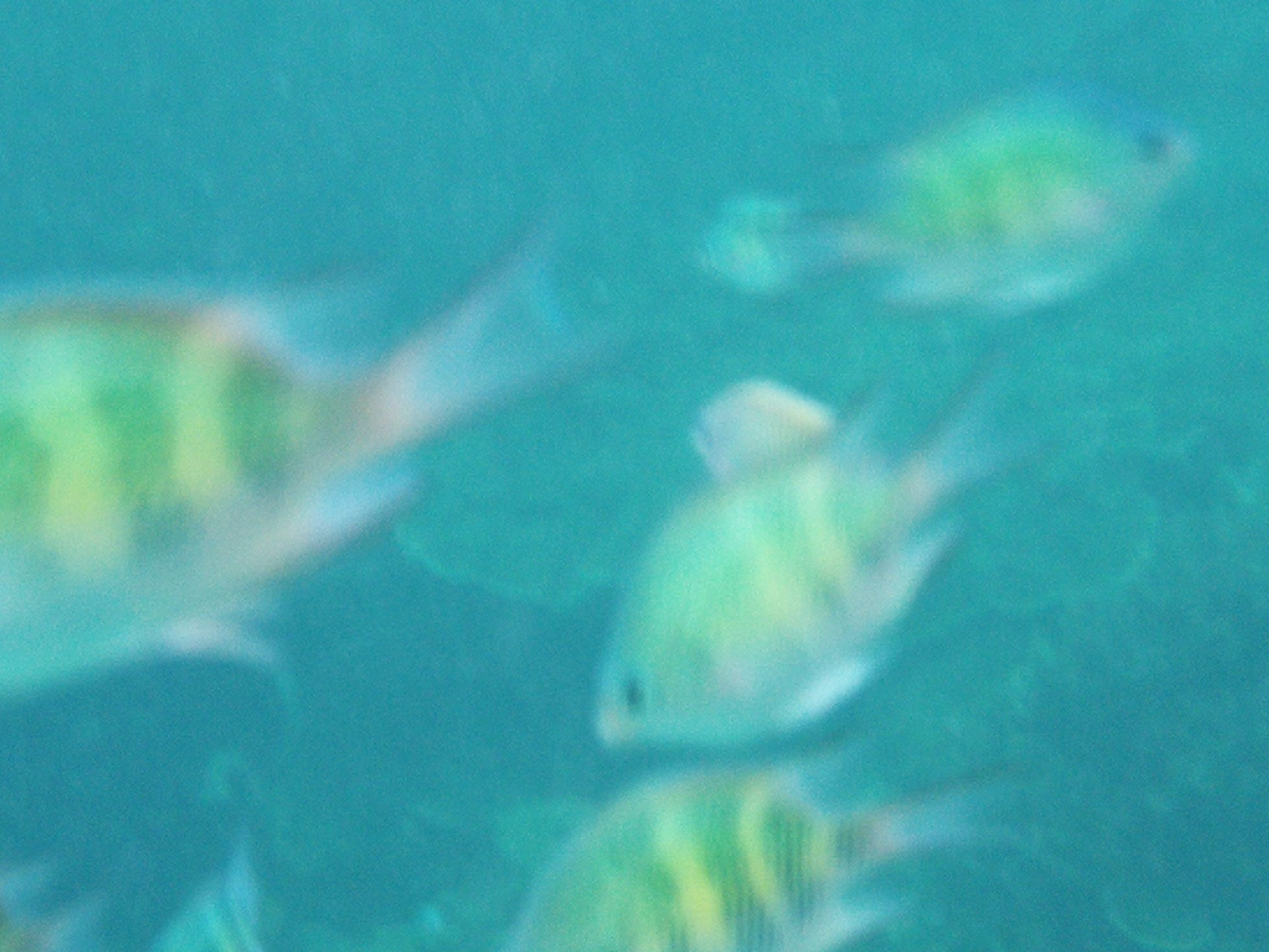 第一次沙巴克攻城,探索马来西亚沙巴美丽之旅