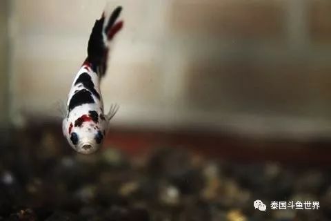 泰国斗鱼拍卖小丑鱼,泰国斗鱼拍卖最新视频