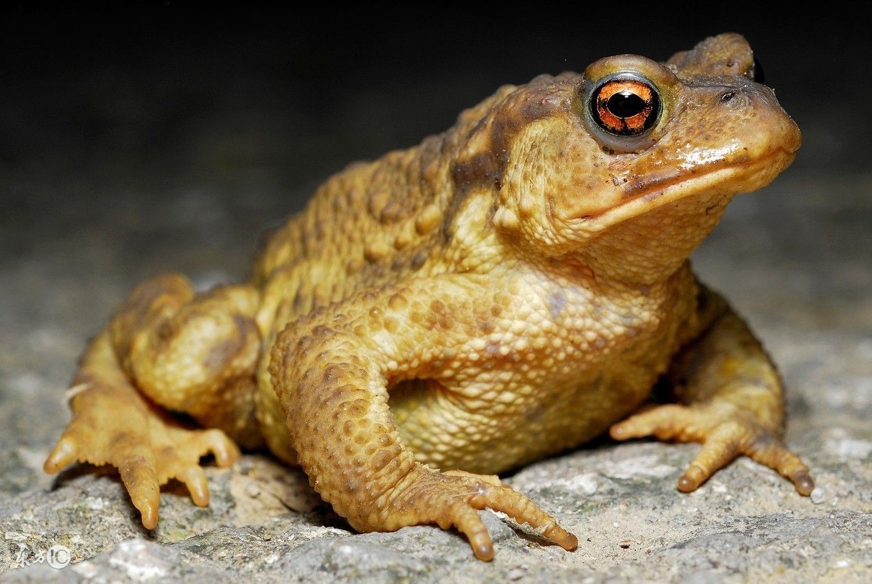 常见的8种治癌偏方，不治癌反致癌！千万别再上当了