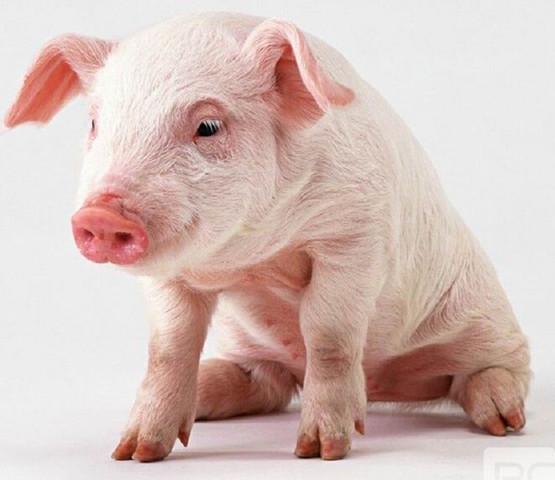 仔猪气喘用什么药最好,仔猪气喘病用什么药