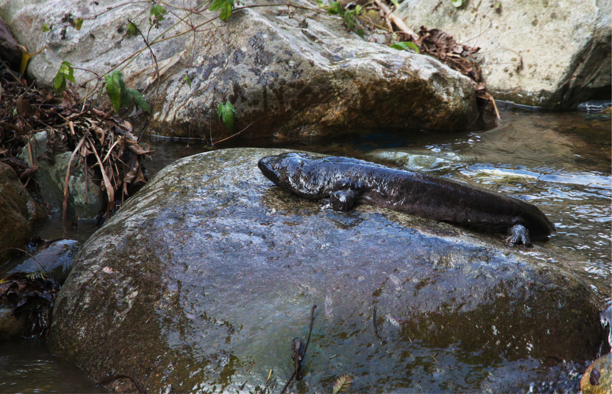 娃娃鱼为什么会缩水,为什么娃娃鱼能生存到现代