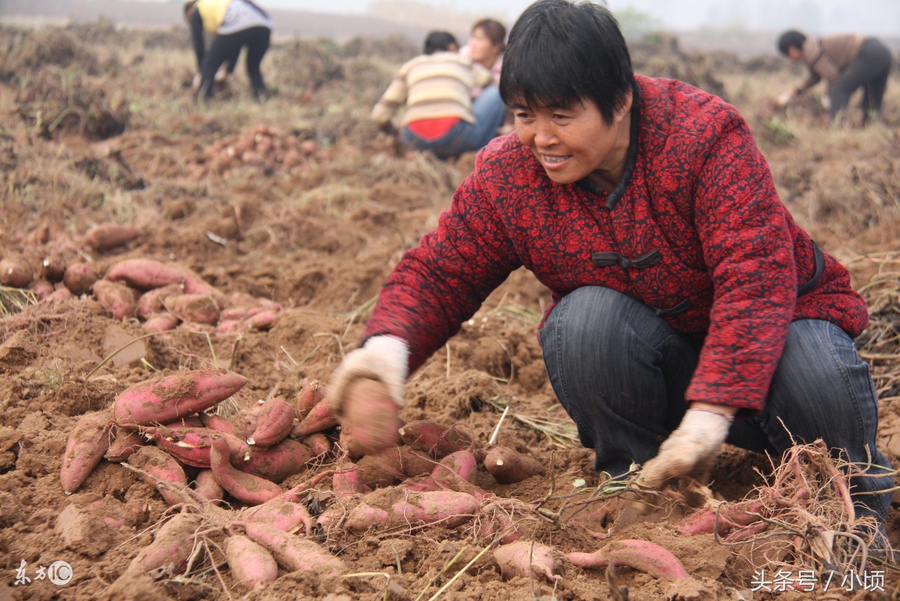 农村种植这10种树最能赚钱,适合农村的赚钱点子